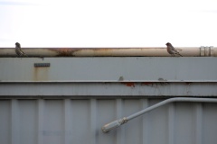 Birds on a Rusty Wall