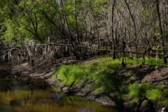 Blue Heron in Alderman's Ford Park