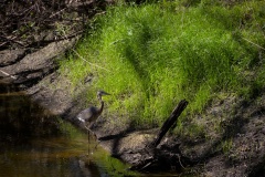 Blue Heron in Alderman's Ford Park