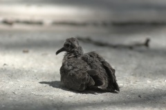 Fledgeling Resting on a Driveway