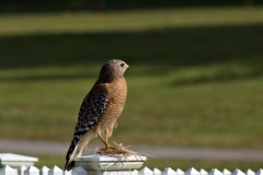 Red-Shouldered Hawk on a Suburban Fence