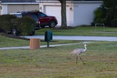 Sandhill Crane in a Suburb