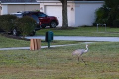 Sandhill Crane in a Suburb