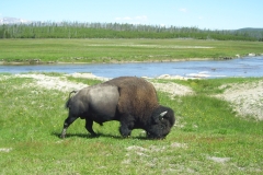 Buffalo in Yellowstone