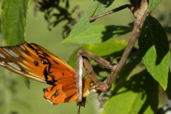 Mantis Eating a Butterfly