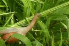 Snail